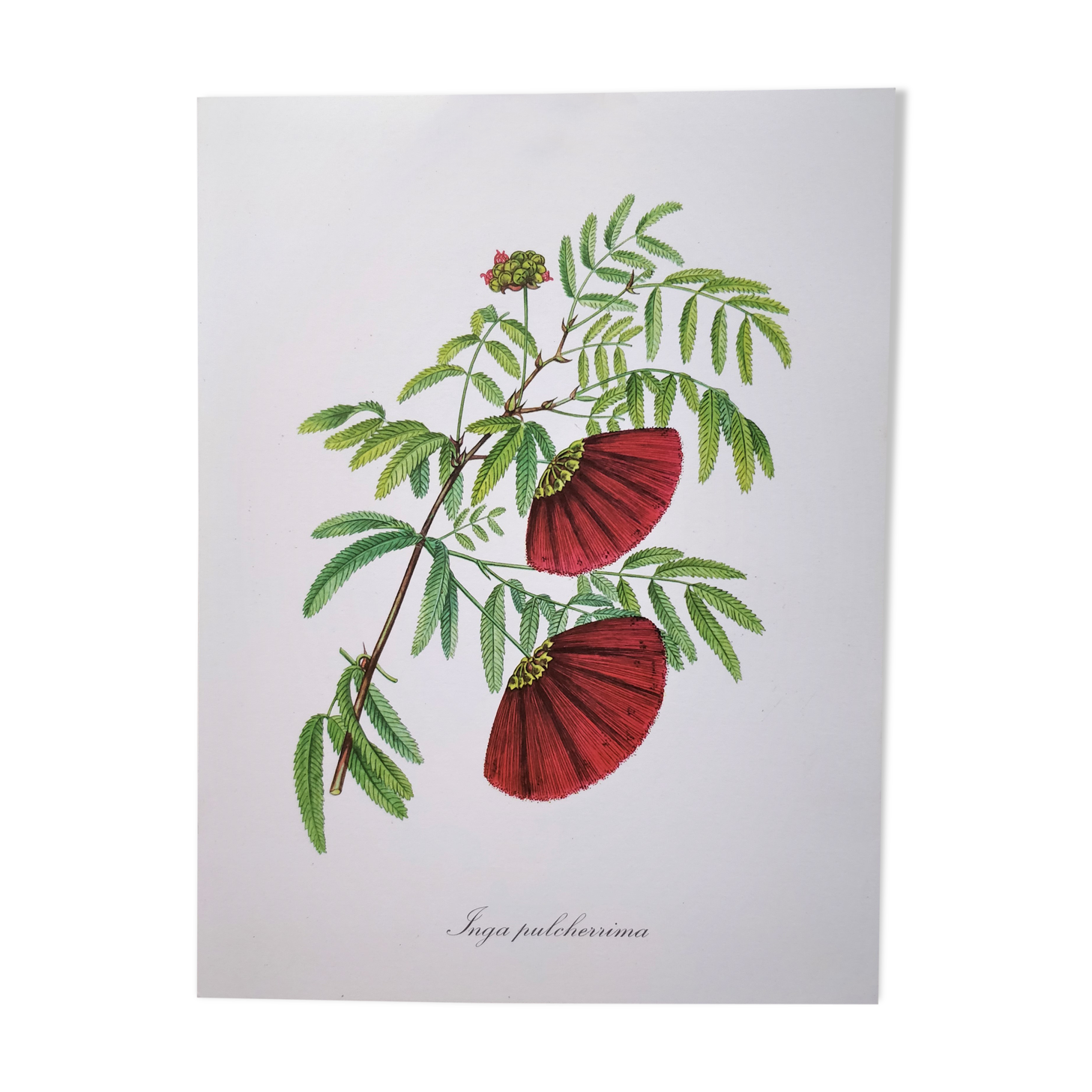 Botanical plank flower inga pulcherrima