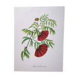 Botanical plank flower inga pulcherrima