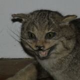 Chat sauvage branché sur écusson