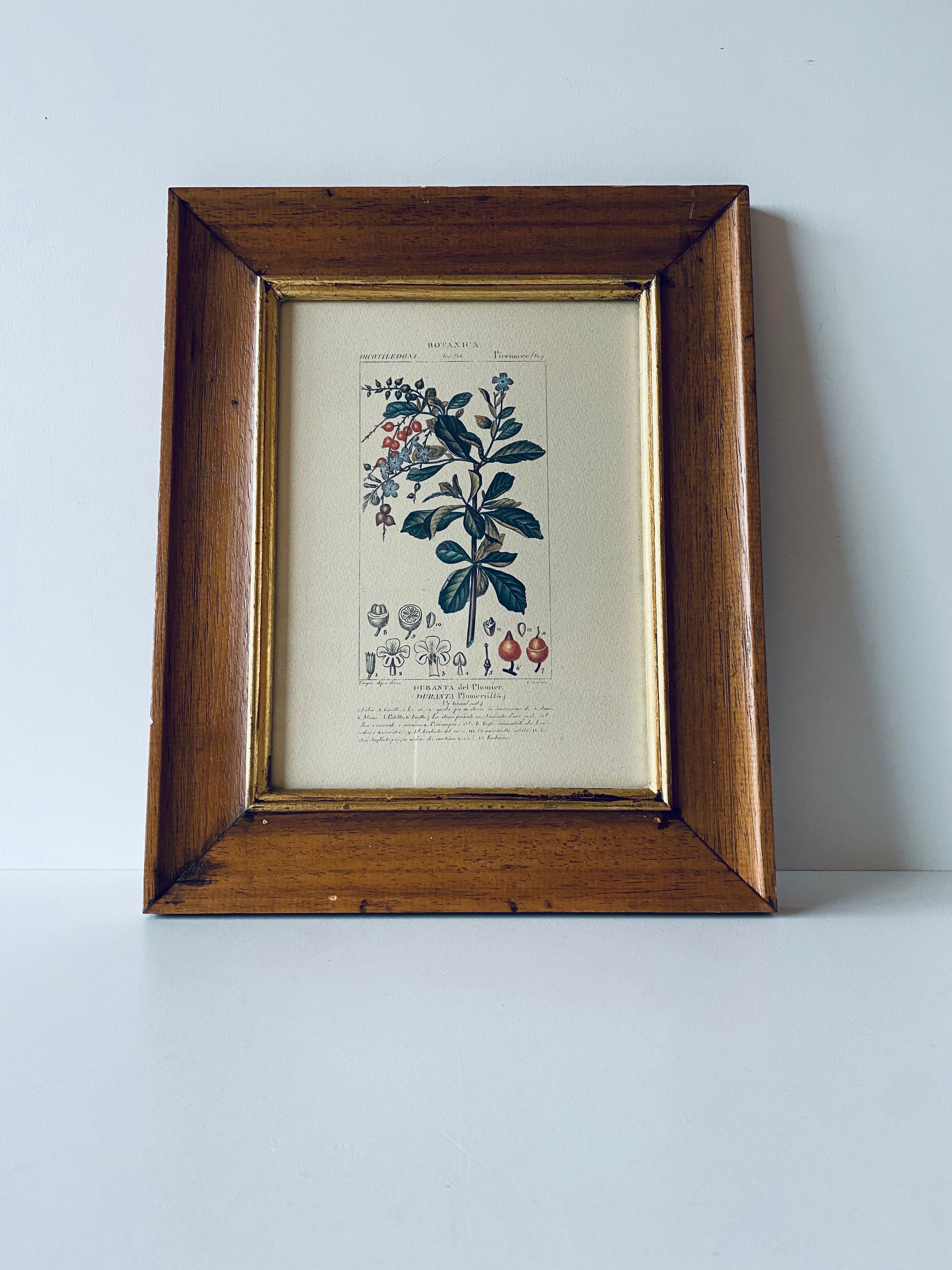 Framed botanical poster