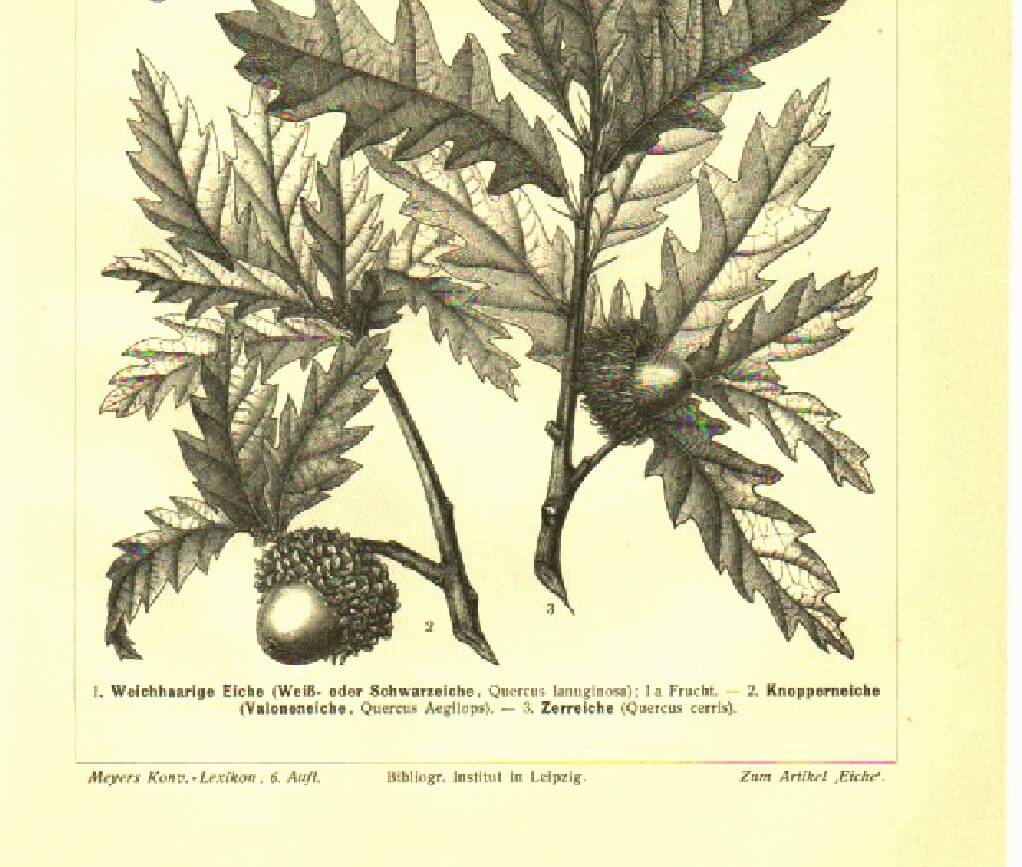 Botanical engraving from 1904 - Oaks II - Tree with acorns - Lithograph