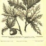 Botanical engraving from 1904 - Oaks II - Tree with acorns - Lithograph