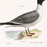 Poster about the Laughing Gull, after an old lithograph from 1842.
