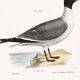 Poster about the Laughing Gull, after an old lithograph from 1842.