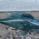 Mouth-blown glass storage jar Fish