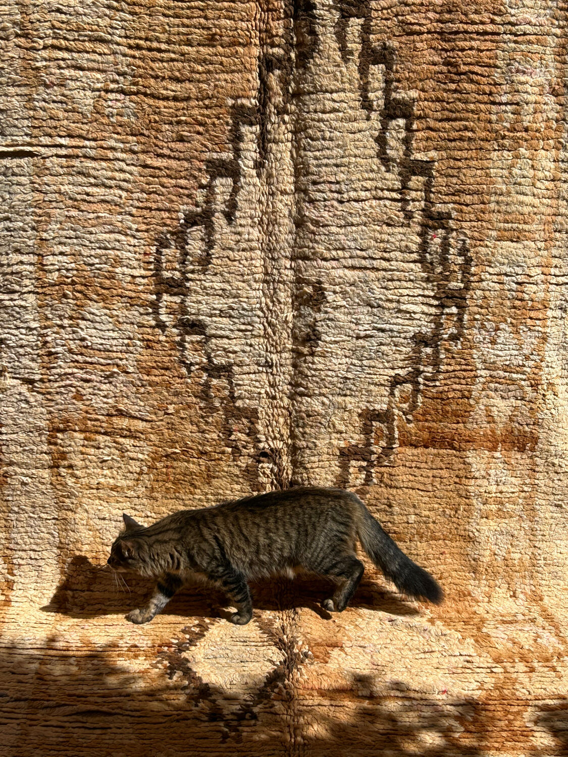 Saffron rug 360x177cm