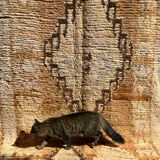 Saffron rug 360x177cm