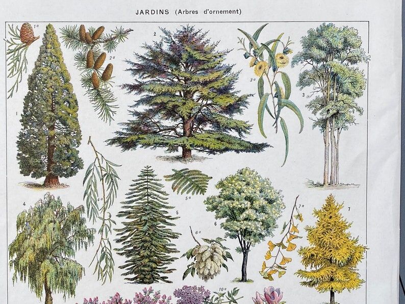 Illustration Millot "Ornamental tree gardens"