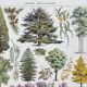 Illustration Millot "Ornamental tree gardens"