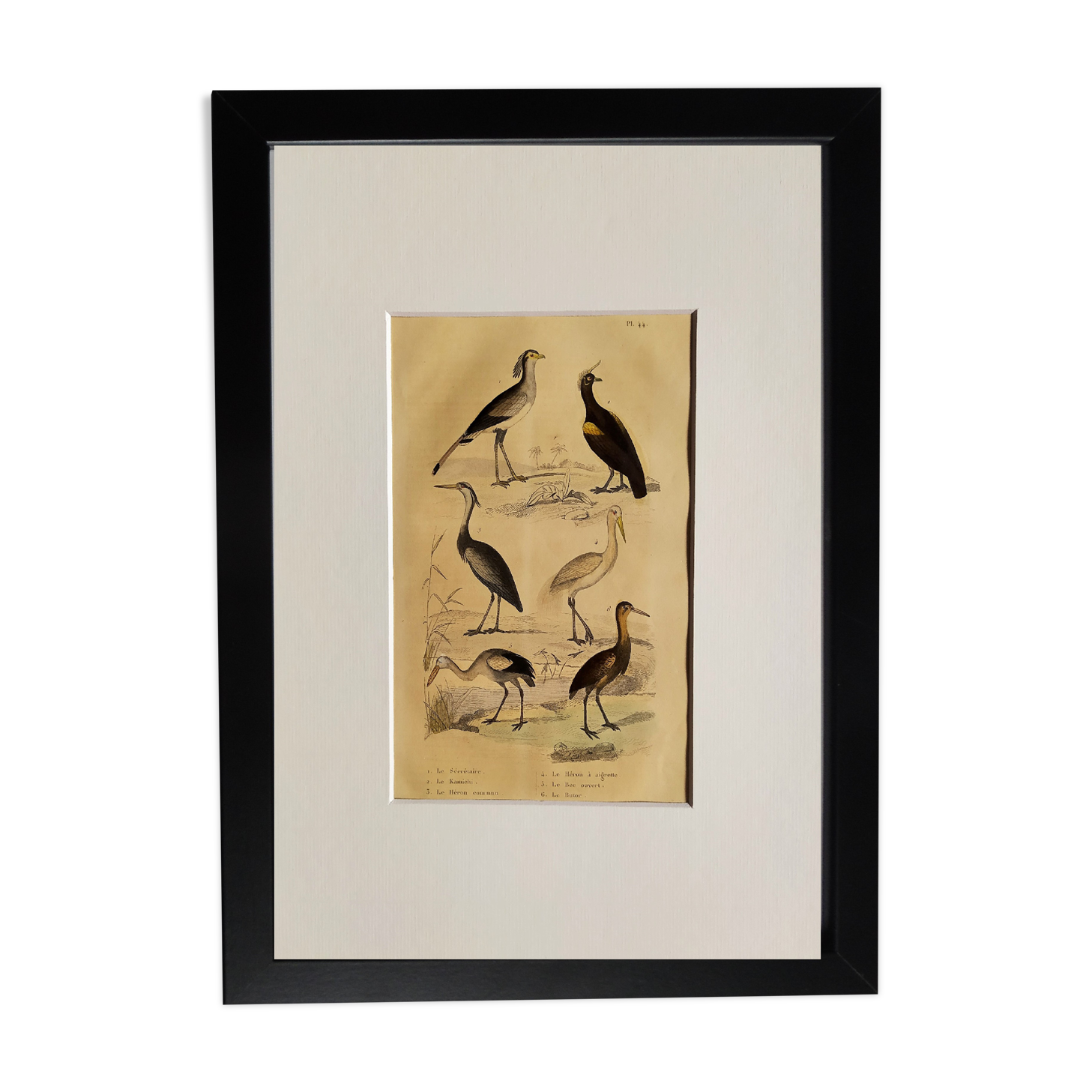 Original ornithological plate " Secretary - Kamichi - &c... Buffon (1837)