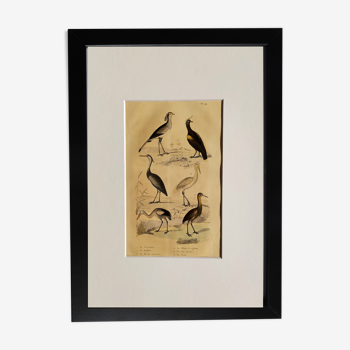 Planche ornithologique originale " Secrétaire - Kamichi - &c... Buffon 1837