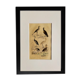 Original ornithological plate " Secretary - Kamichi - &c... Buffon (1837)