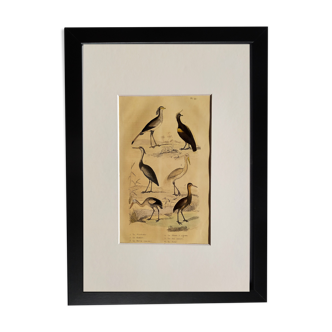 Original ornithological plate " Secretary - Kamichi - &c... Buffon (1837)