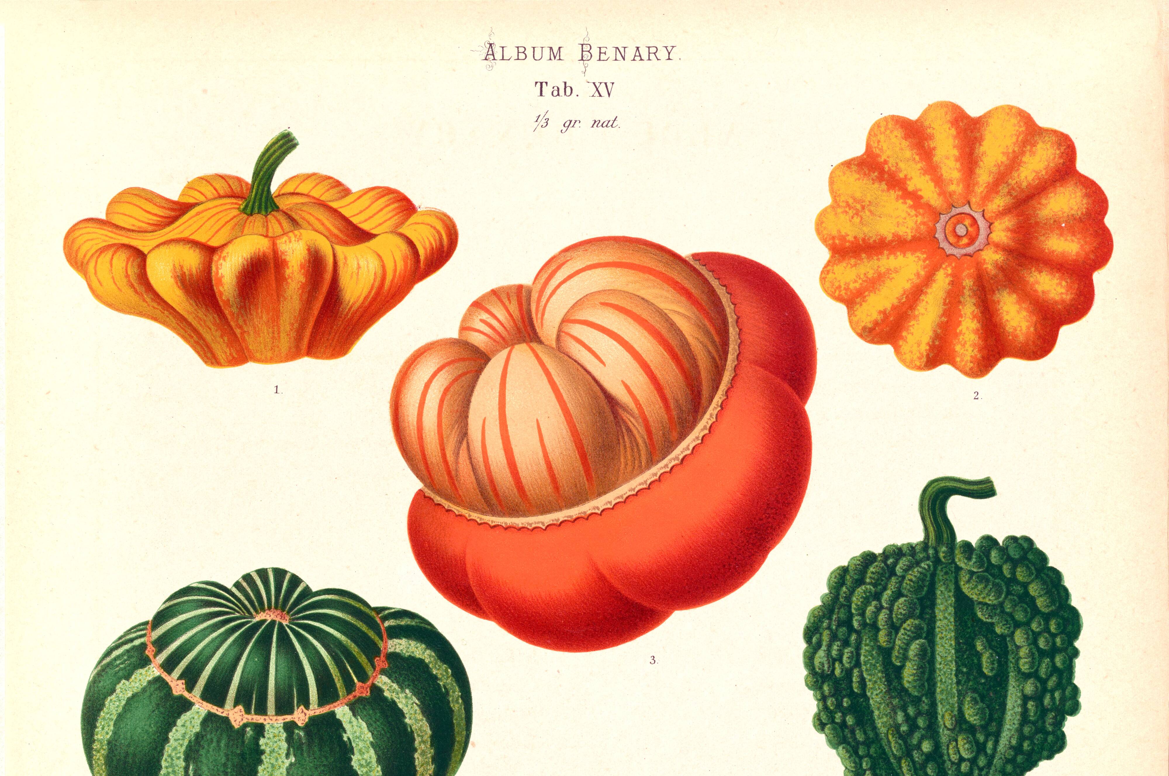 Poster on ornamental gourds, based on an old engraving from 1886.