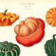 Poster on ornamental gourds, based on an old engraving from 1886.