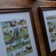 Lithographie originale sur les mollusques