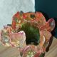 Pair of vintage bakelite vases resembling tulips – 1940s/50s