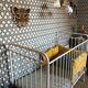 Baudou/Bonpoint bar bed in white metal for children