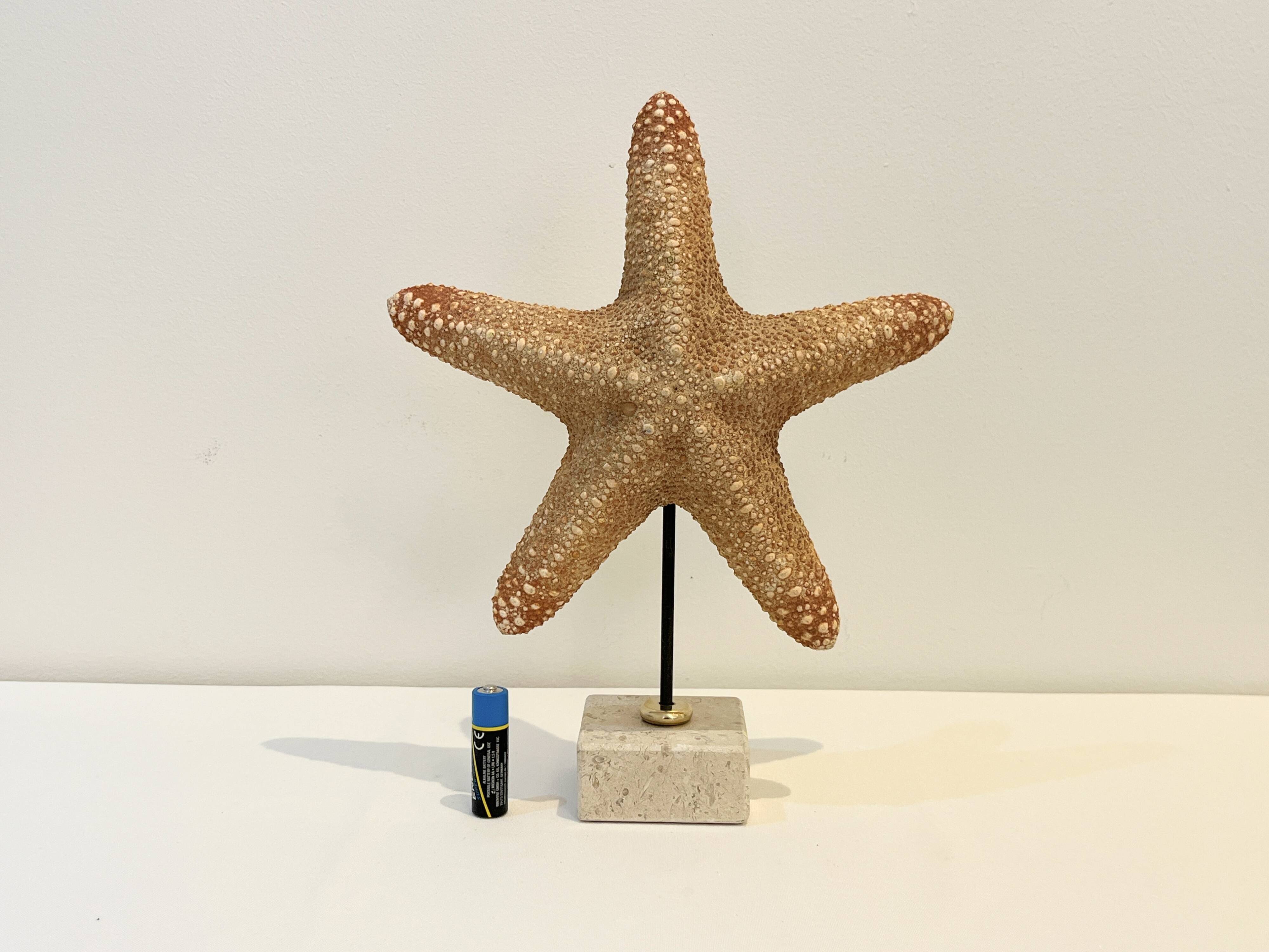 XXL Vintage Natural Starfish on Marble Base Cabinet of Curiosities
