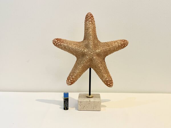 XXL Étoile de mer naturelle vintage sur socle marbre cabinet de curiosités
