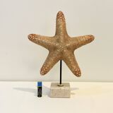 XXL Vintage Natural Starfish on Marble Base Cabinet of Curiosities