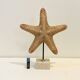 XXL Vintage Natural Starfish on Marble Base Cabinet of Curiosities