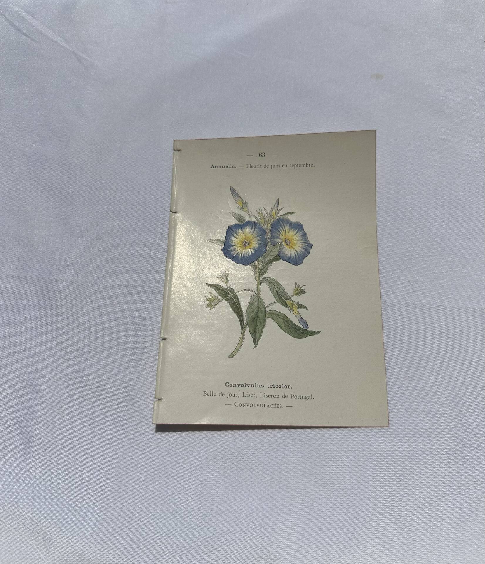 Botanical engraving naturalist plate 19th century double-sided