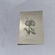 Botanical engraving naturalist plate 19th century double-sided