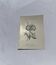 Botanical engraving naturalist plate 19th century double-sided