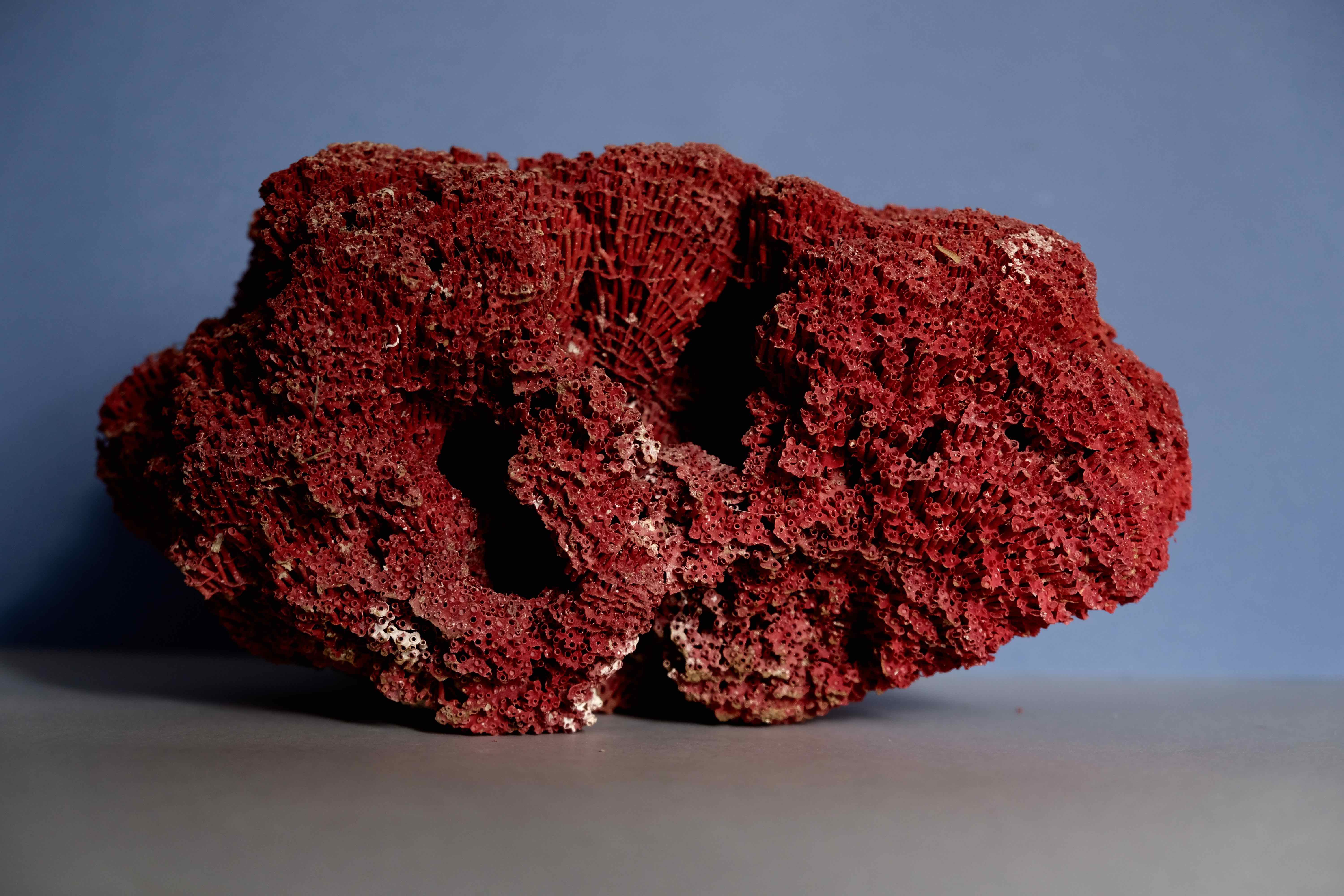 Massive coral Tubipora Musica color red, old