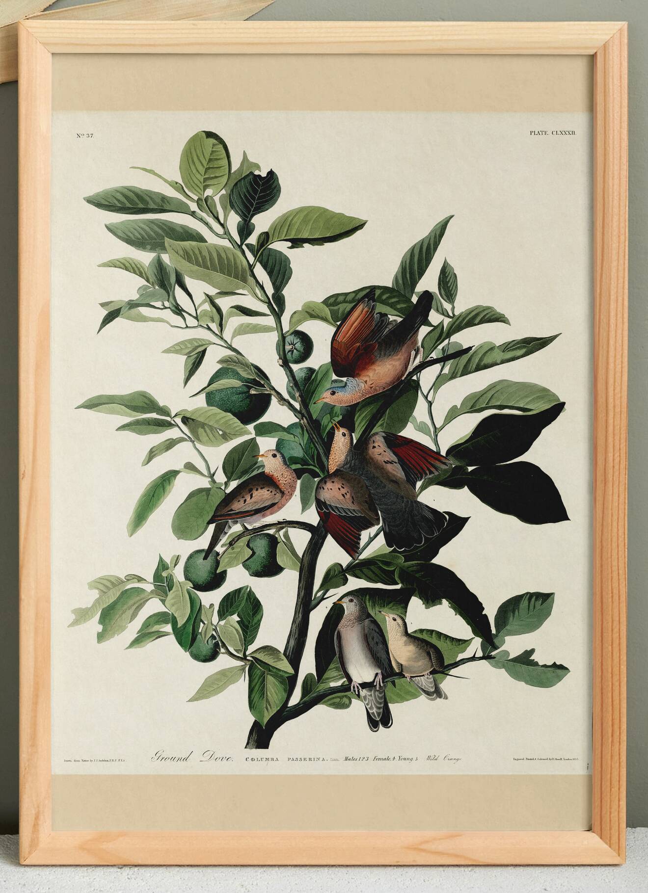 Poster of the Long-tailed Turtle Dove, after an old engraving