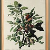 Poster of the Long-tailed Turtle Dove, after an old engraving