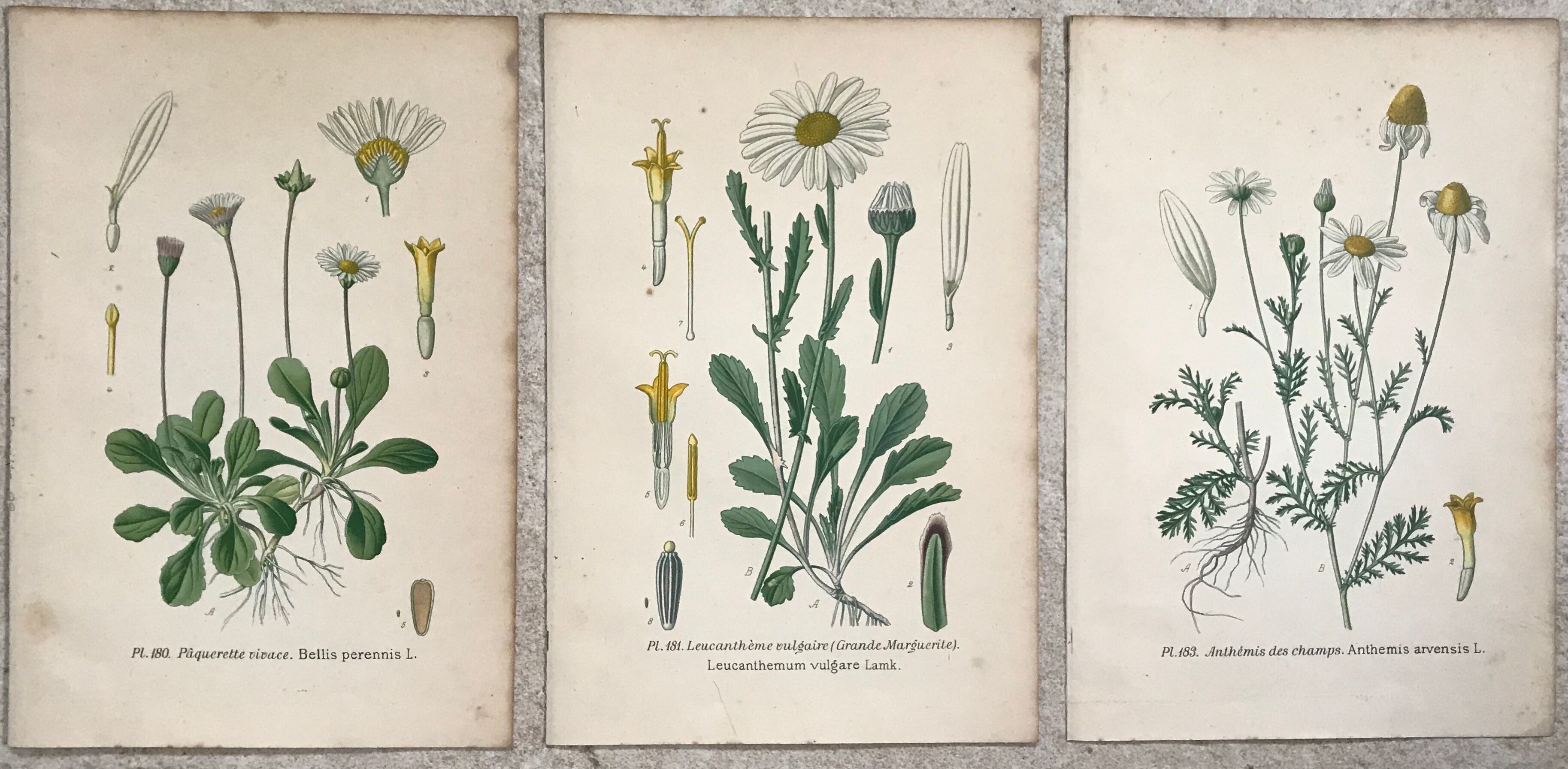 Botanical flowering boards of 19th century fields