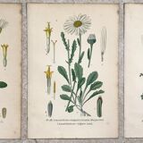 Botanical flowering boards of 19th century fields