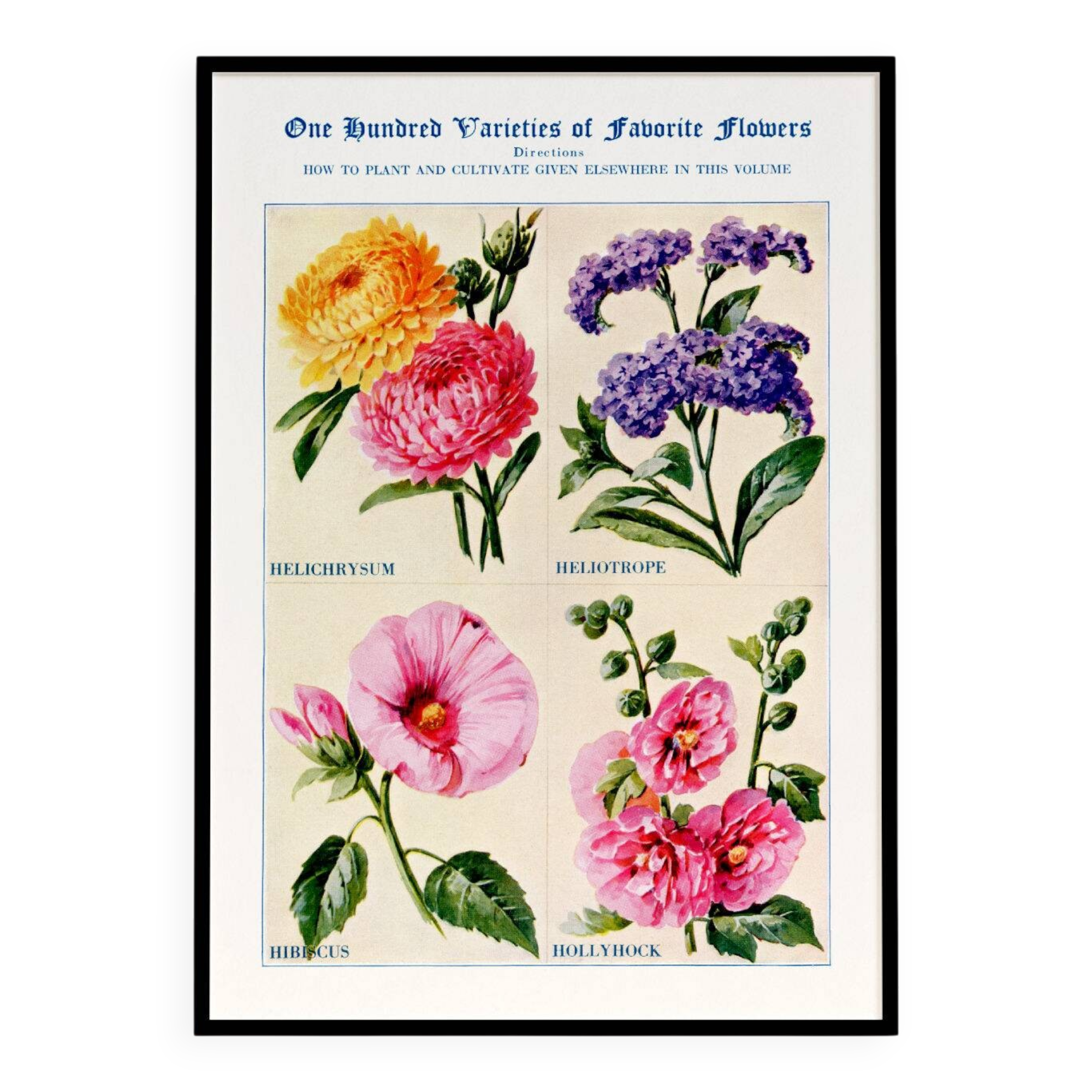 Poster featuring immortelles, heliotropes, hibiscus and hollyhocks