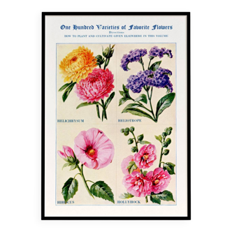 Poster featuring immortelles, heliotropes, hibiscus and hollyhocks