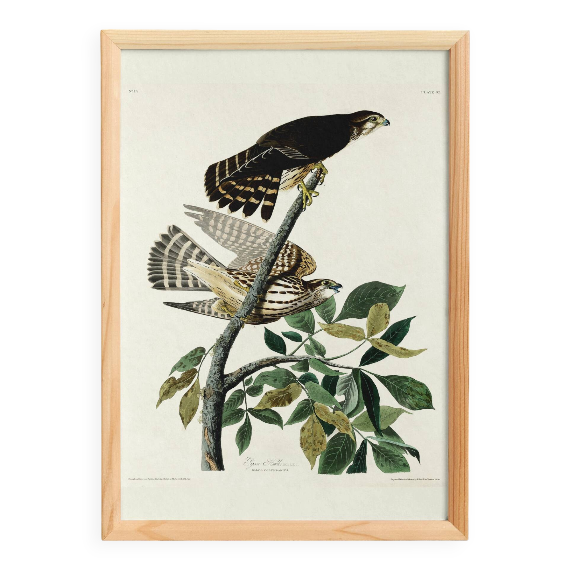 Poster about the Merlin, based on an old engraving from 1827.