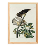 Poster about the Merlin, based on an old engraving from 1827.