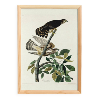 Poster about the Merlin, based on an old engraving from 1827.