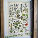 Vintage engraving from 1925 • Digestive plants Old botanical illustration