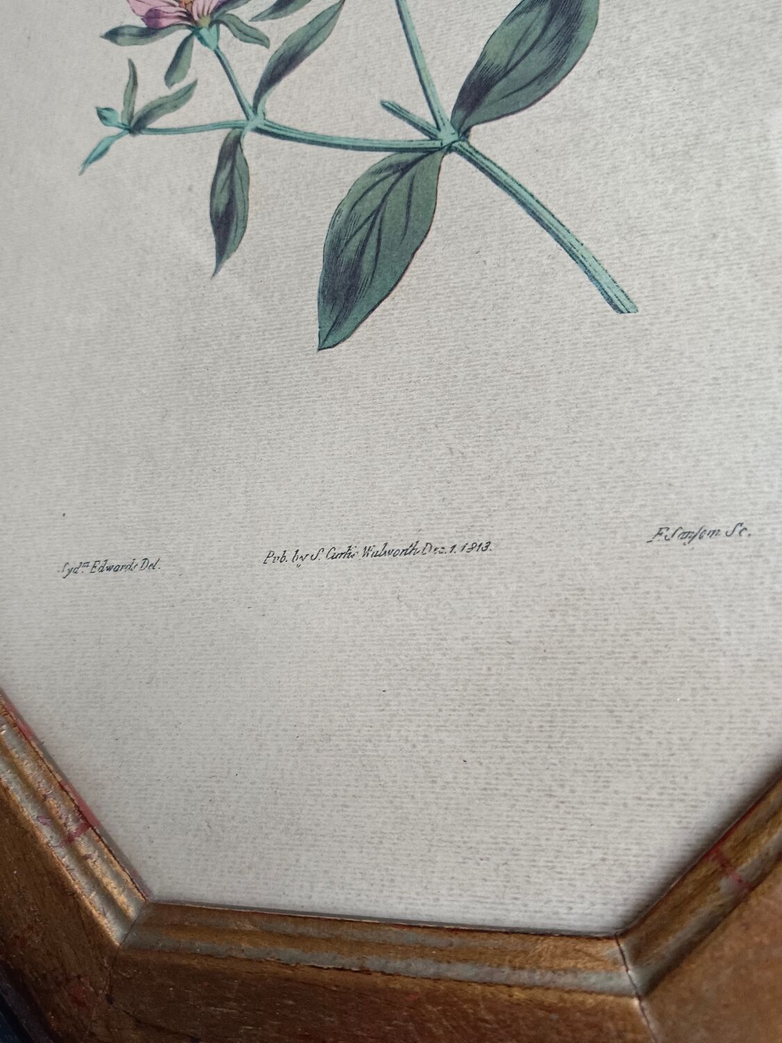 Old octagonal frame lithograph flower plant
