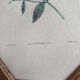 Old octagonal frame lithograph flower plant