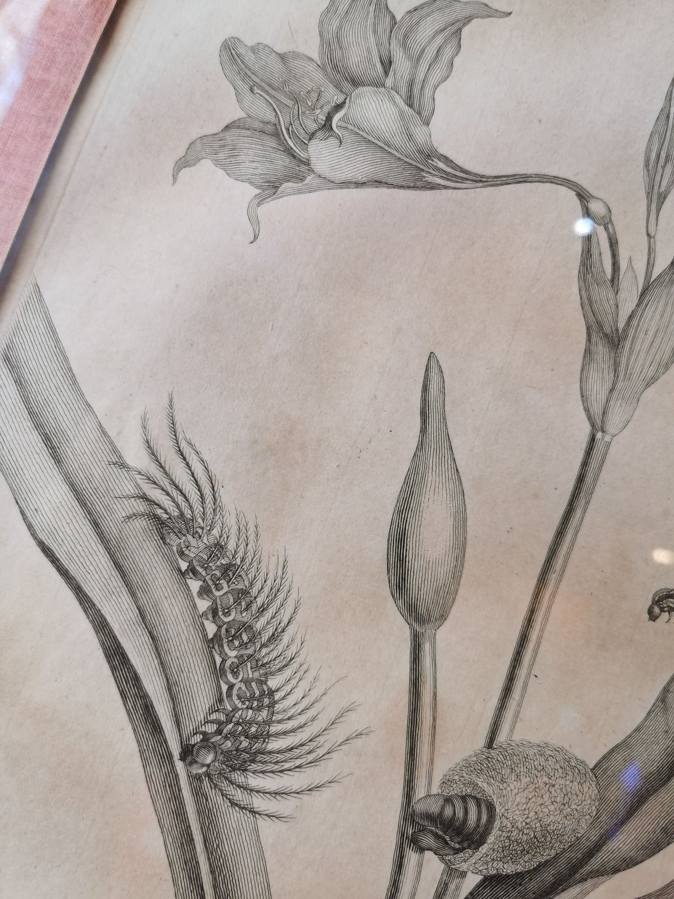 13th century engraving