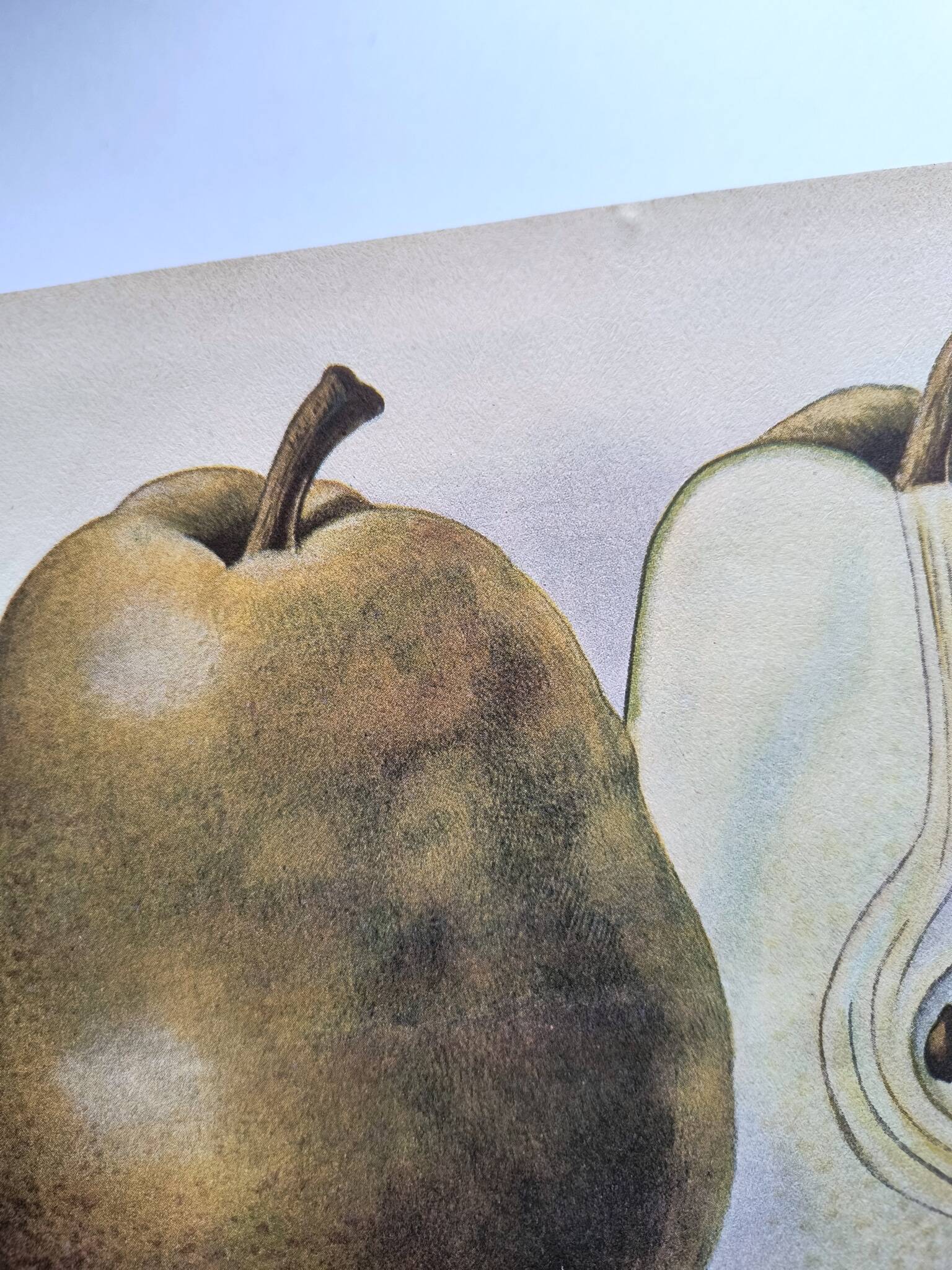 Antique botanical engraving from 1922 by A.Vasset • Duchess pear • fruit