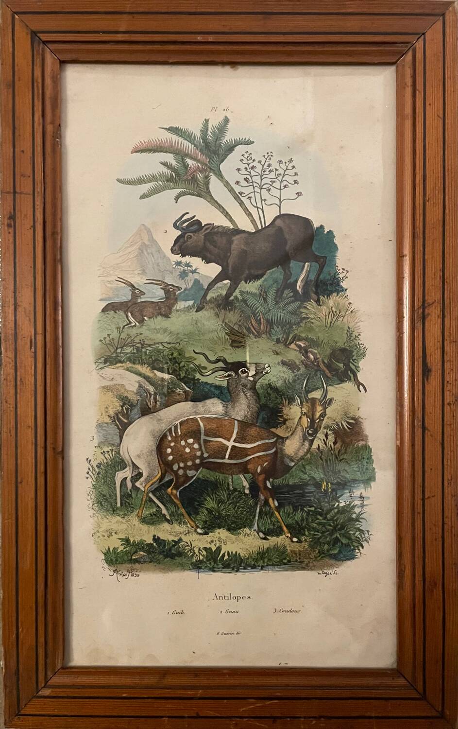 Old engraving painting of antelopes Guérin 1838