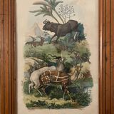 Tableau ancienne gravure antilopes Guérin 1838