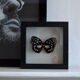 Papillon naturalisé de 1997