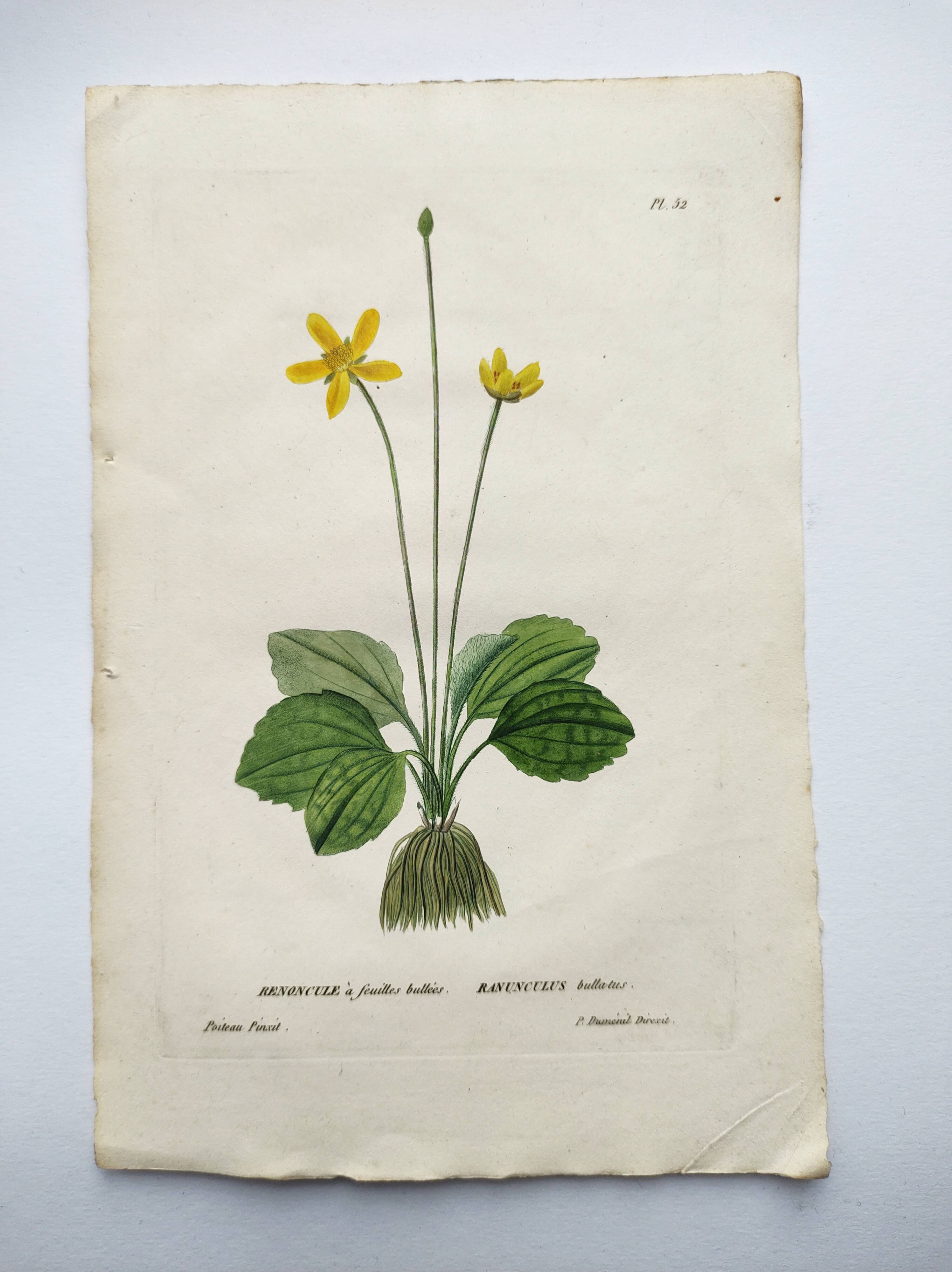 Old botanical engraving from 1829 - Buttercup with bubble leaves - flower by PA Poiteau
