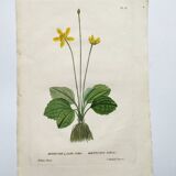 Old botanical engraving from 1829 - Buttercup with bubble leaves - flower by PA Poiteau