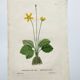 Old botanical engraving from 1829 - Buttercup with bubble leaves - flower by PA Poiteau